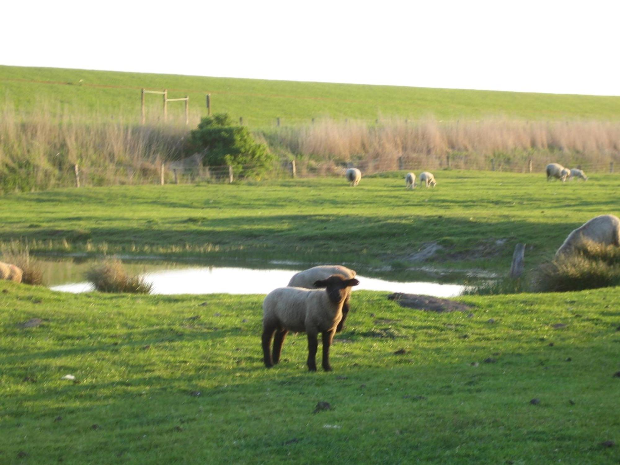 Haus Halligblick, Ferienwohnungen Am Wattenmeer, Whg Hamburger Hallig Dagebüll Eksteriør billede
